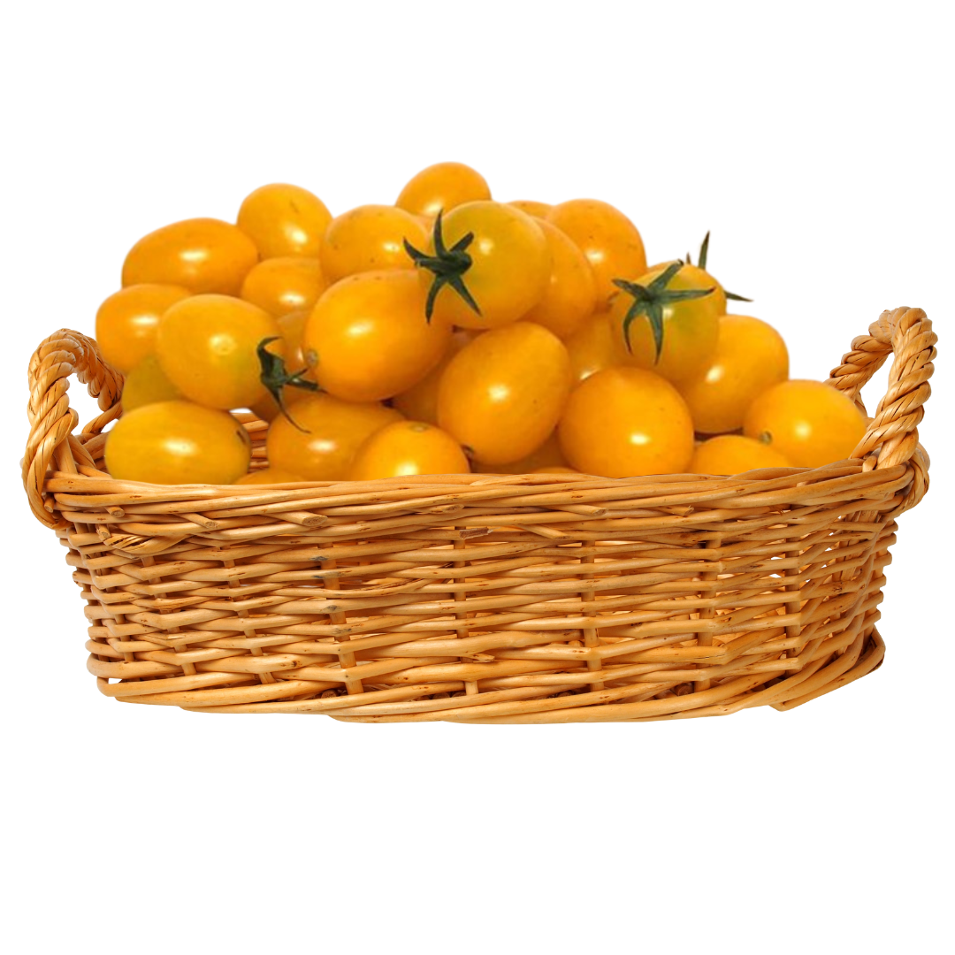 pomodoro datterino giallo